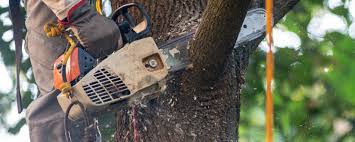 Best Tree Removal  in Brooklyn, NY