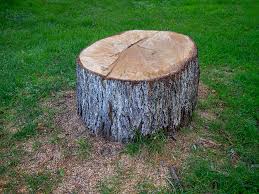 Trusted Brooklyn, NY Tree Services Experts
