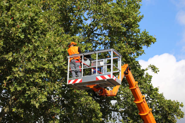Best Tree Risk Assessment  in Brooklyn, NY