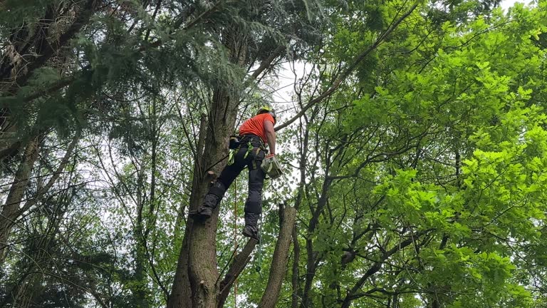 Best Storm Damage Tree Cleanup  in Brooklyn, NY