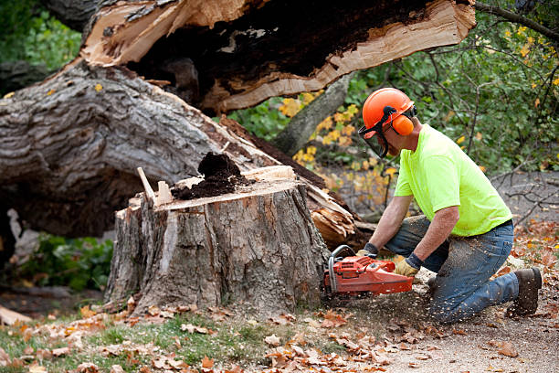 Best Emergency Tree Removal  in Brooklyn, NY
