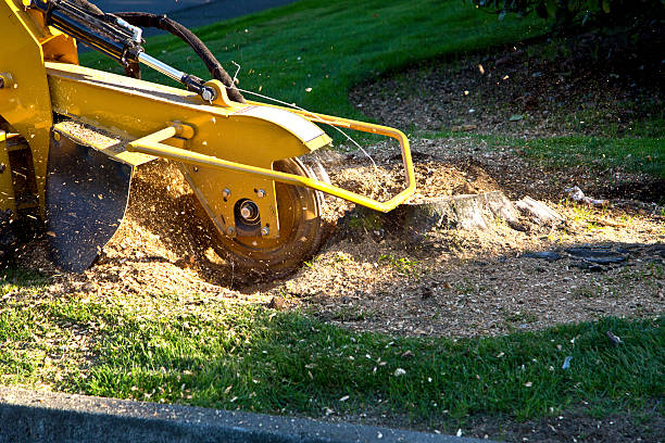 How Our Tree Care Process Works  in  Brooklyn, NY