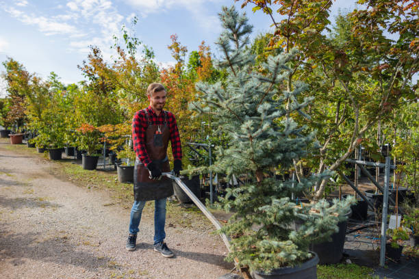Best Tree Removal  in Brooklyn, NY