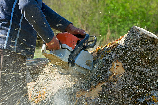 Best Tree Maintenance Programs  in Brooklyn, NY